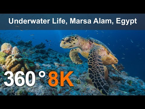 Underwater Life, Marsa Alam, Egypt. 360 video in 8K.