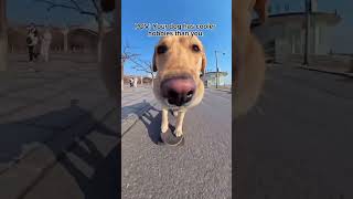 Dog skateboard training! #traini #dogtraining