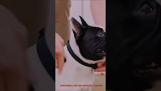 The Tomo #amazongadgets #viral #gadgets #fypシ #techgadgets #technology #techstudio #shorts #dog