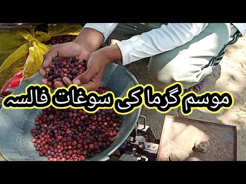 موسم گرما کی خاص سوغات فالسہ