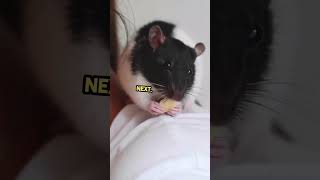 how to prevent rat attack? #rat #attack