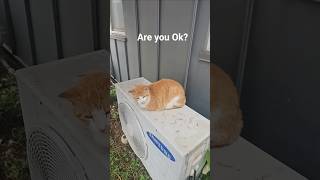 #cat #catlovers #pets #petlovers #animals #animalshorts #wildlife #shortsfeed #shortsvideo #short