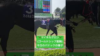 今日のマイネルグロン(ゴールドシップ産駒)パドックの様子 #パドック #中山競馬場 #中山グランドジャンプ