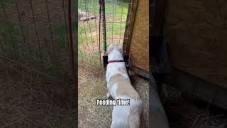 Feeding time! Everyone is happy! ❤️ #farmanimals #feedingtime #lgd #goats