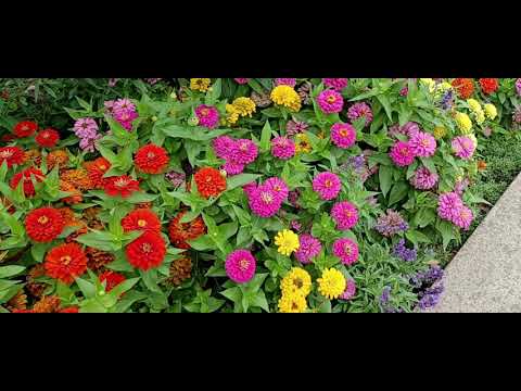 Paseo al jardín: Reinisch Rose Garden.