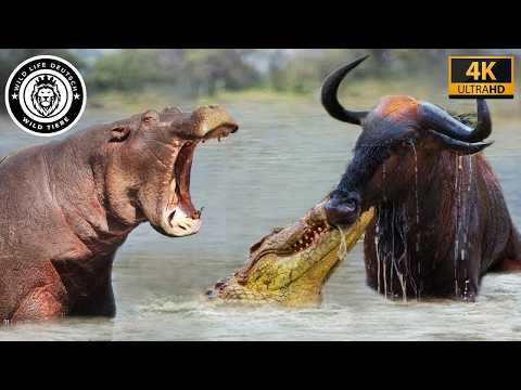 Rulers of the Okavango Swamp #Wildlife | Wild Life German