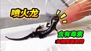 长途运输来了12条远古小火龙，开箱后发现竟然有毒，这生物太稀奇
