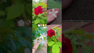 #redrose 🌹🌷#whiteflower 🌸💮