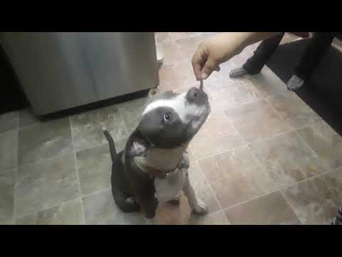 Pit Bull attacks handouts!