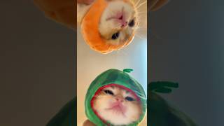 Tiny Kitten's Meow #cat #adoreble #kitten #catvideos #cute #catshorts