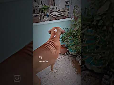 Bully real size 😱😱 #viralvideo #shortvideo