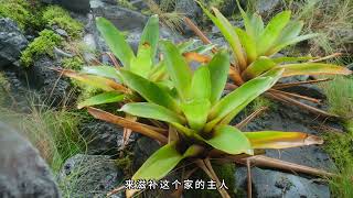 洪堡狸藻为了填饱肚子潜入了凤梨“池塘”之中，大开杀戒 #凤梨科植物 #洪堡狸藻  #植物 #野生动物零距离 #解说