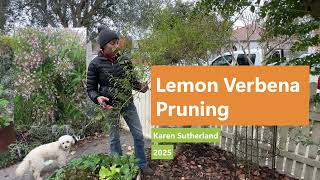 Lemon Verbena Cold Weather Pruning