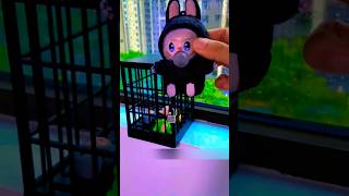 "Hilarious Raccoon Drama: Lappu, Lachao, and the Missing Key!"