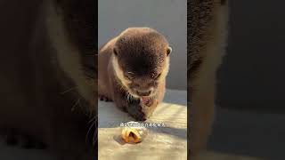 长得和小狗一样的水獭 #动物科普 #水獭 #可爱