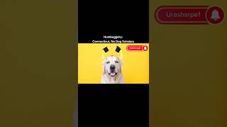 Connecticut, No Dog Scholars. #statelaw #Connecticut #funnyyoutubeshorts #doglovers #pets #education