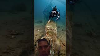 rescuing a giant of squid#shorts#viralvideo #animals#giantsquid