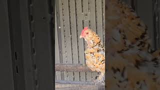 Bantam chicken has it figured out #bantam #bantamchicken #chicken #chickenlife #backyardchickens