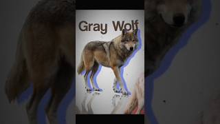 The Real Truth Of Dire Wolf | Story Of Dire Wolf | #shorts #viralshorts