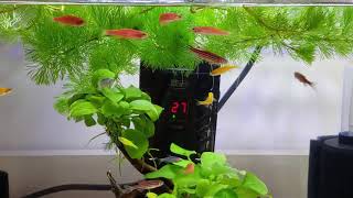 【斑馬魚】Day 52 -  豐年蝦是魚的至愛食物【Zebra Fish】Grow-up diary - fishes love to eat brine shrimps