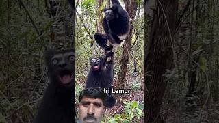 monkey short .#monkey #monkeysounds #animalshorts #monkeylove #shortfeeds #ytviral #wildanimals