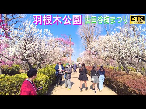 4K60【羽根木公園】せたがや梅まつり 2025