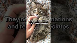 "Must-Know Tips for Raising a Cat!"  #CatCare #KittenTips #PetAdvice #HappyCat #FelineFacts