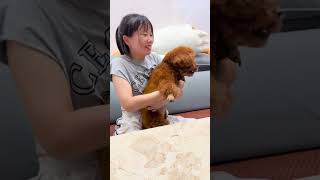 🐶：我的大鸡腿啊#泰迪#动物#萌宠#宠物#animals#cute#funny