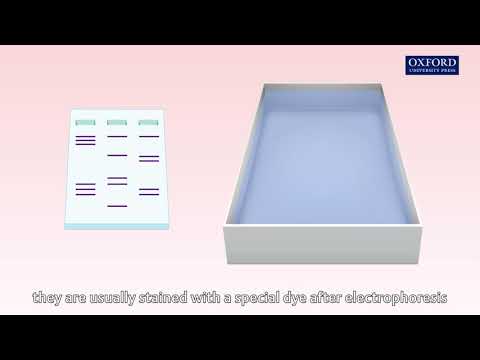 Animation 27.2 Gel electrophoresis