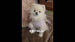 お留守番嫌だよー#ペット #ポメラニアン #いぬのいる生活 #犬好き #犬#ペット#ペットのいる暮らし #ペット動画 #いぬのきもち #いぬすたぐらむ #いぬ #いぬのいる生活 #お留守番 #愛犬