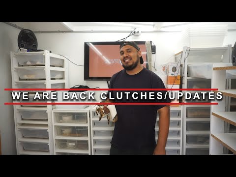 BALL PYTHON CLUTCHES & FEMALES LOOSING WEIGHT