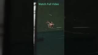 Spider web build  #nature #insects