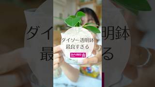 [The hot topic of clear pots] It would be a waste not to buy them‼️#Houseplants #Plants #Daiso