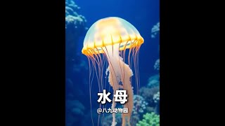 水母，海洋界最爱坐过山车的生物 #动物世界 #搞笑动物解说 #水母 #一代人有一代人的动物世界 #搞笑动物