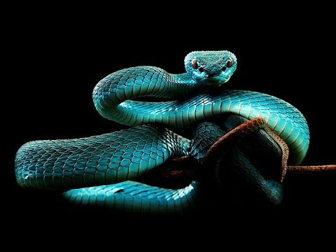 Snake Game Part-2 Using html  language.