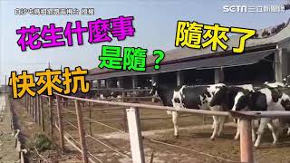 白沙屯媽祖進香！乳牛「排隊致敬」迎接｜三立新聞網SETN.com
