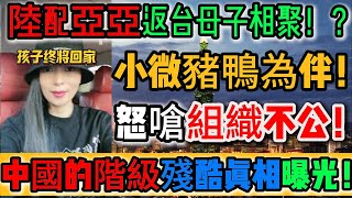 實錘曝光！陸配亞亞返台團聚母子情深，小薇卻與豬鴨為伴淚喊不公！同是陸配命運卻天差地遠！特權階級太可怕，全網崩潰！韭菜心碎一地，真心終究喂了狗！中國的階級殘酷真相曝光！｜Reaction Video