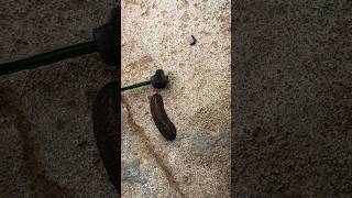 different insects I have never seen and can you guess #buglife #insectsrule