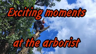 A unique selection of tree felling #lumberjack #mountaineering #logger #arborist #youtube