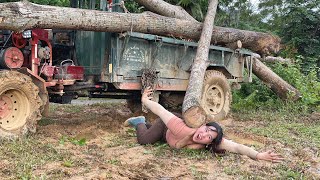 Agricultural vehicle transporting timber, huge timber loading skills in hot weather