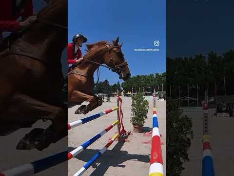 Horse award medals and cupsميداليات وكؤوس جوائز الخيل#hores #medals #cupshorse #جوائز_الخيل #horse ⁩