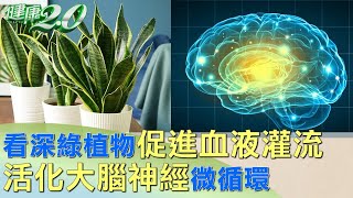 看"深綠植物"促進"血液灌流" 活化大腦神經微循環 健康2.0