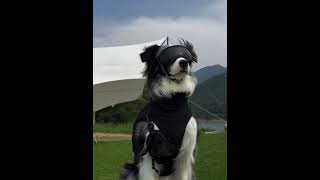 #颜狗 #满级汪星人 #汪星人秀场 #梦中情犬