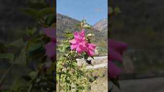 Flowers 🌸 #flowers #flower #flowerlove #flowergarden #nature #best #bestvideo #views #video