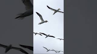 Gannets, puffins, fulmars, razorbills, guillemots & more spectacular seabirds