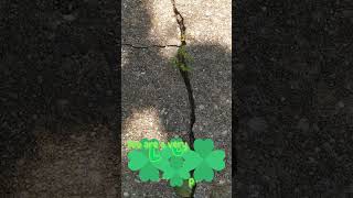 🍀Lucky Like a Clover!🍀 #findyourmagic ✨