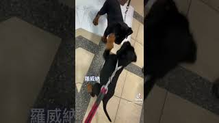 #羅威納 #狗狗 ##犬 #猛犬 #可愛い