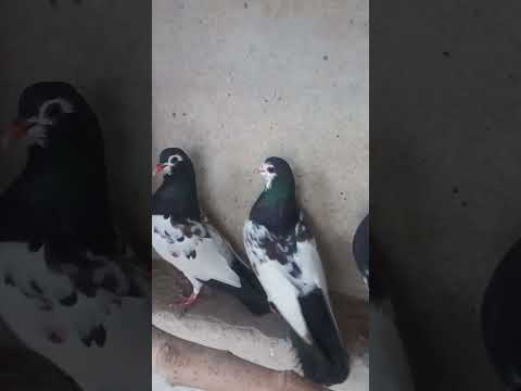 kabutar | khaal pigeon ki pehchan | khal kabutar ki pehchan | beautiful pigeon in pakistan
