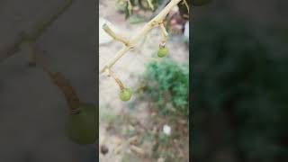 Aam a gya  #yt #ytshorts #ytshortsindia #ytshort #ytshort #ytviral #amitbhadan