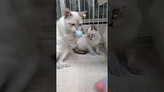 おこげちゃんズ #保護猫 #里親募集中
